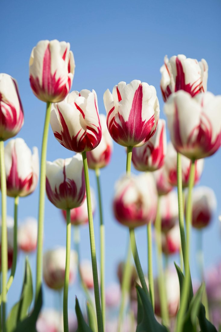 Ethos Flowers