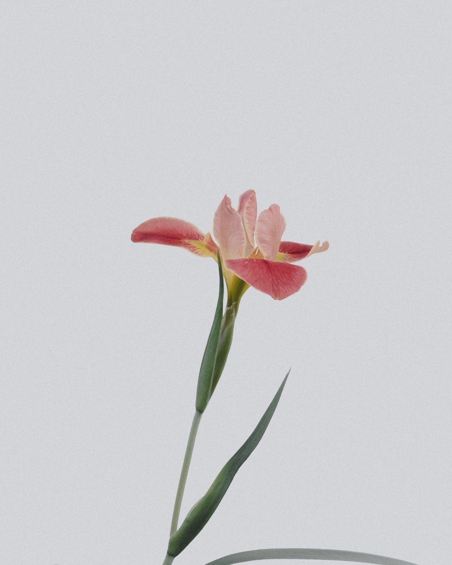Gunns Florist