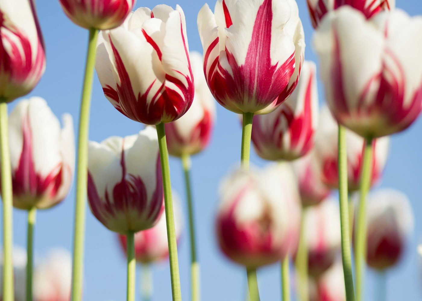 Ziggy’s florist