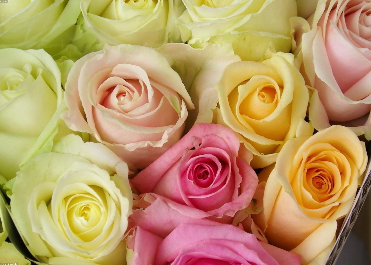 Ripley's Florist