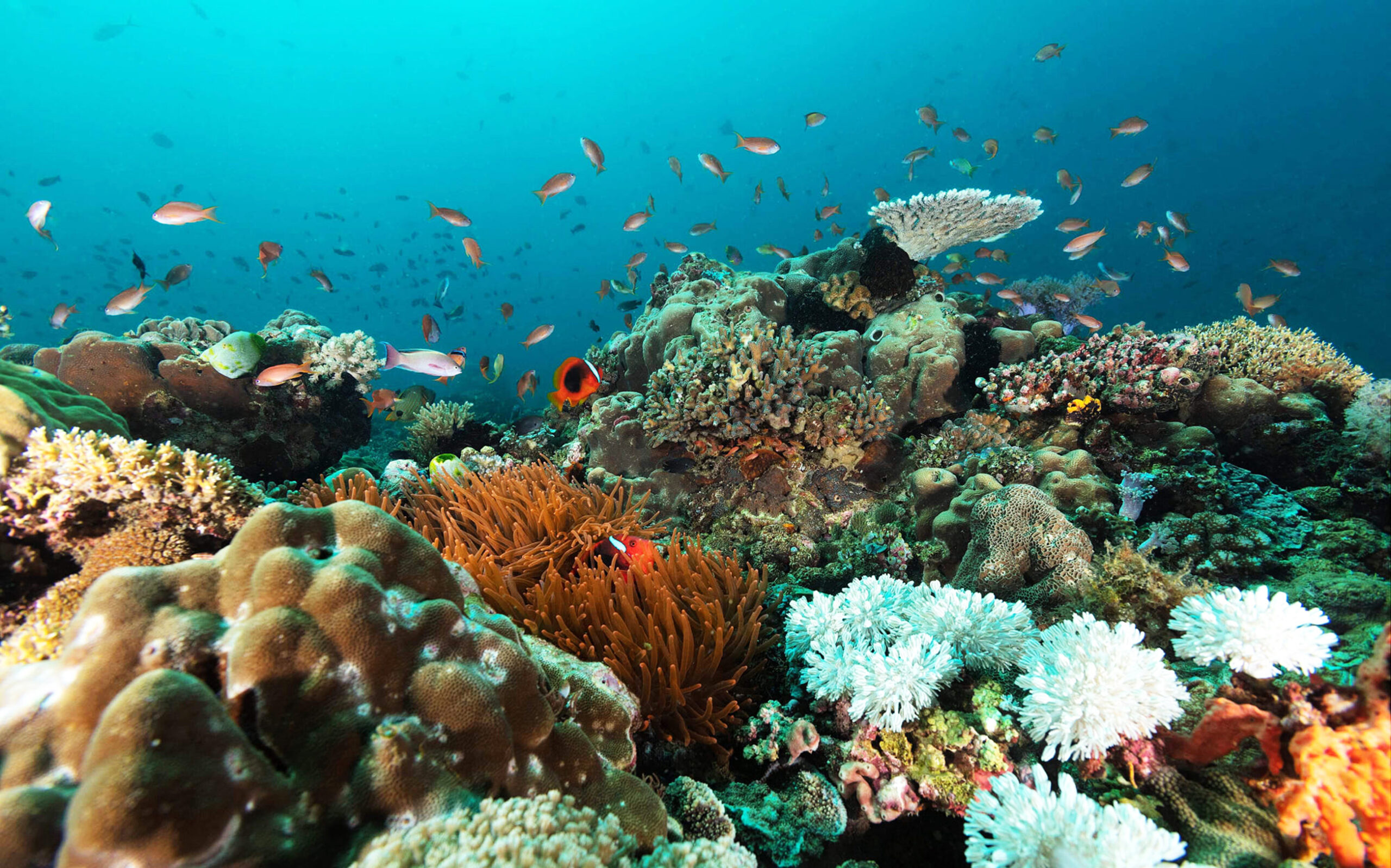 picturesque-underwater-world-with-coral-reefs-2025-02-18-05-18-34-utc