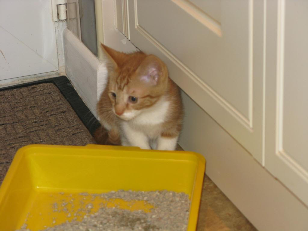 Gallery image for Bella